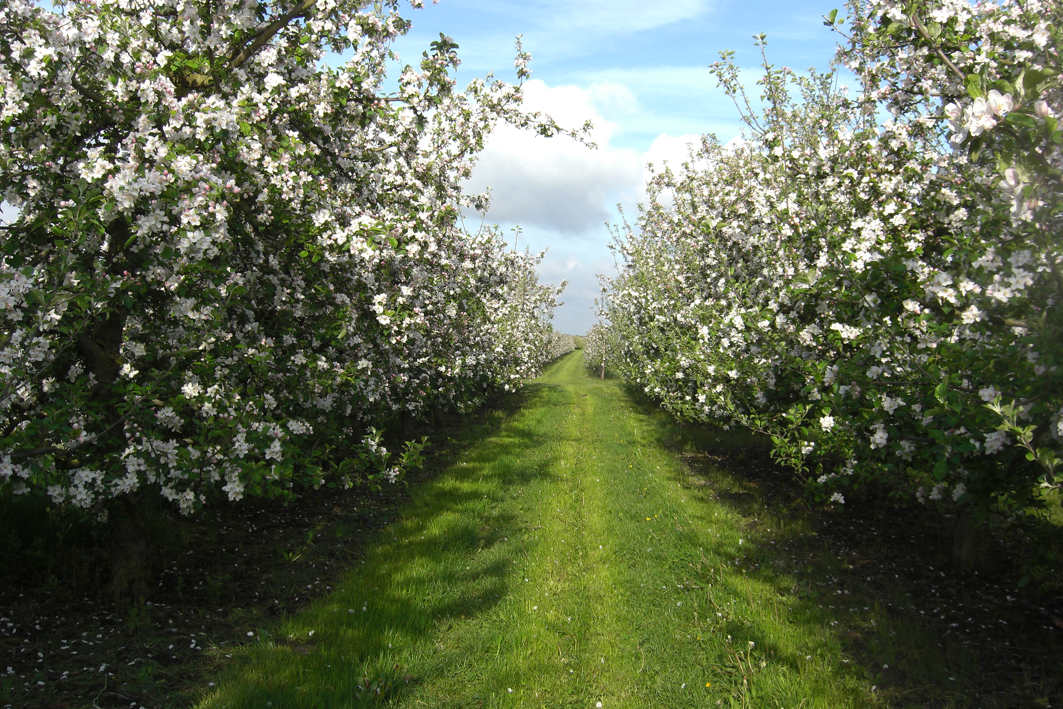 Äppelblom Äppelblom